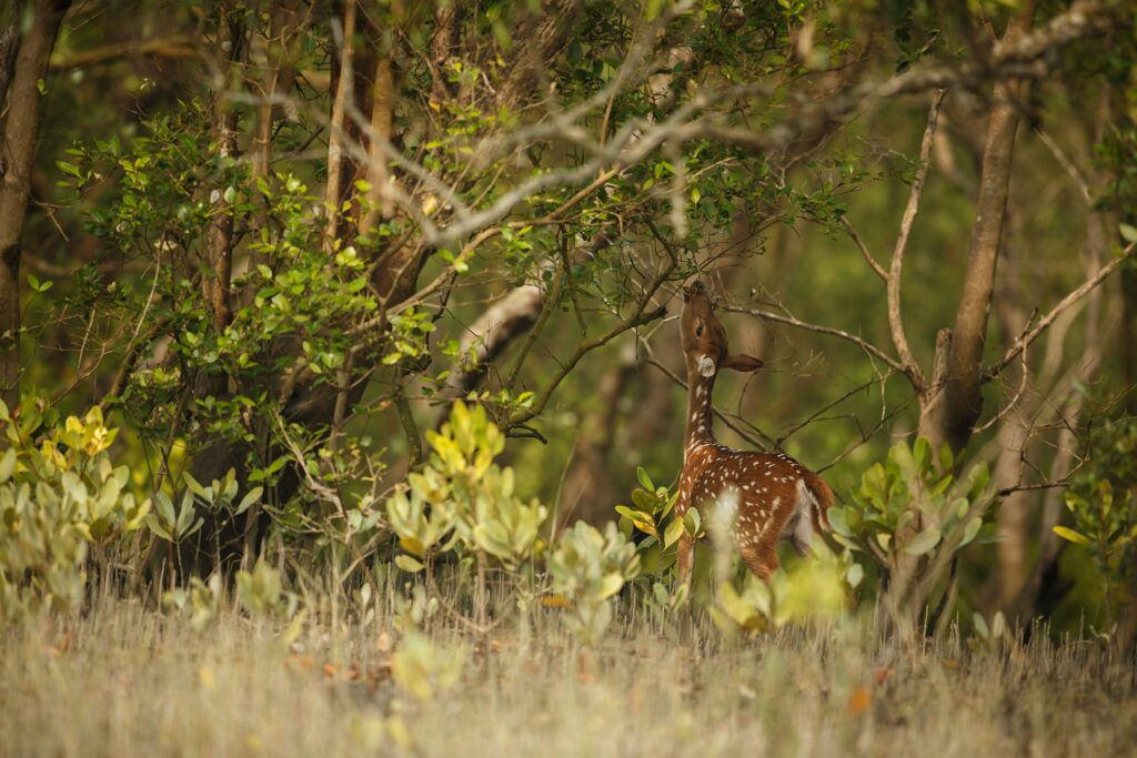 sundarbans